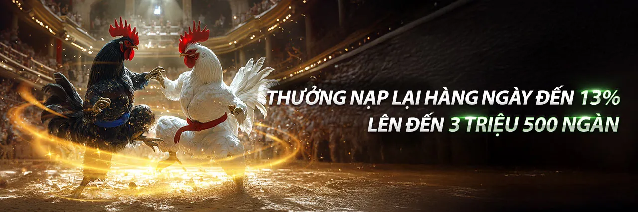 Đá gà trực tiếp đầy kịch tính